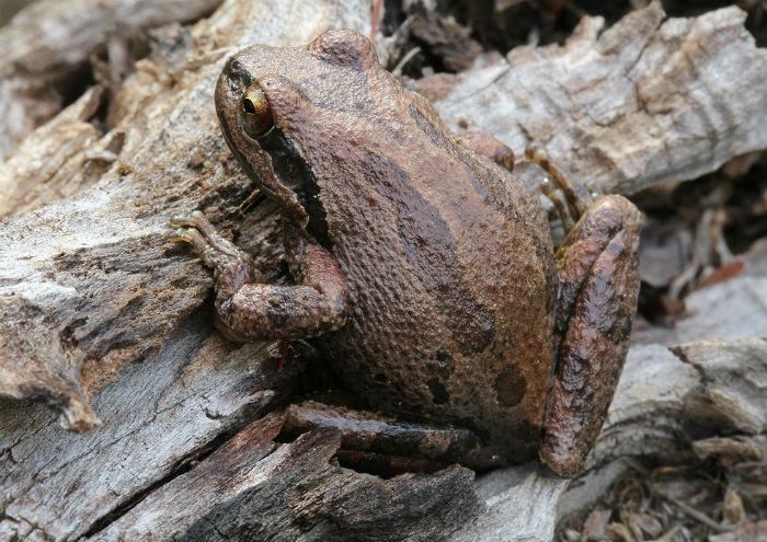 Sierran Treefrog